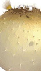 Bloat - Procurando Nemo - AnimeComics